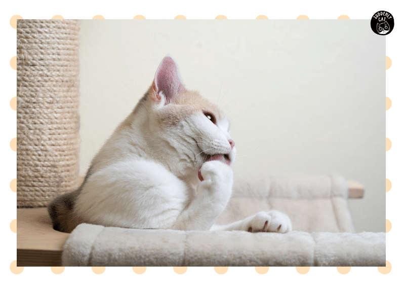 The Cat Blog How to Choose the Best Cat Scratching Post