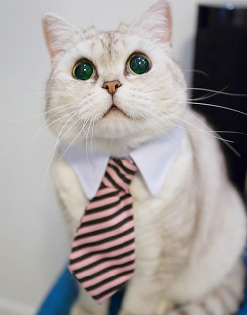 cat business tie