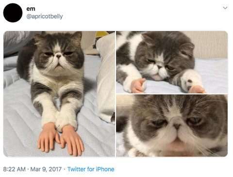 10 of the Most Famous Cat Memes as of 2020 | Grumpy Cat Lives On!