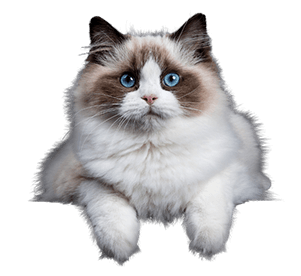 hanging-cat-min (1)