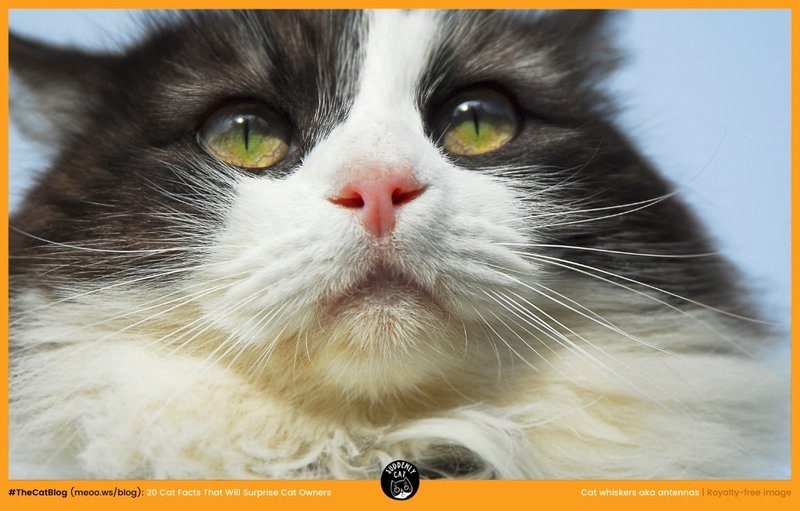 my whiskers are a natural wonder... but hoomans just think it's "cute"?
