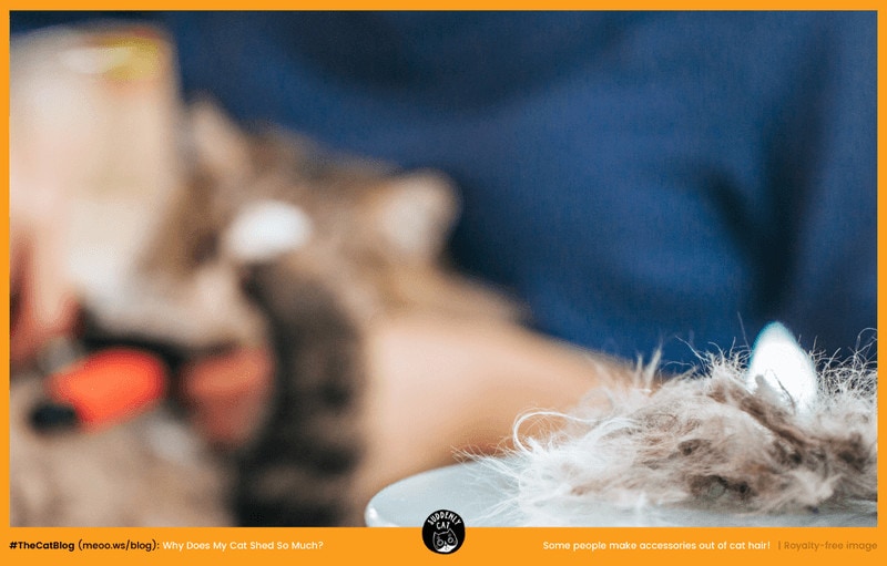 The Purry Furry Why Does My Cat Shed So Much?