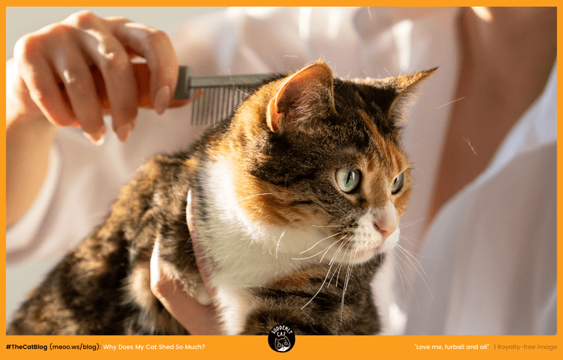 The Purry Furry Why Does My Cat Shed So Much?